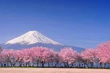 fuji blossoms.jpg